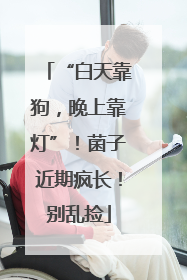 “白天靠狗，晚上靠灯”！菌子近期疯长！别乱捡