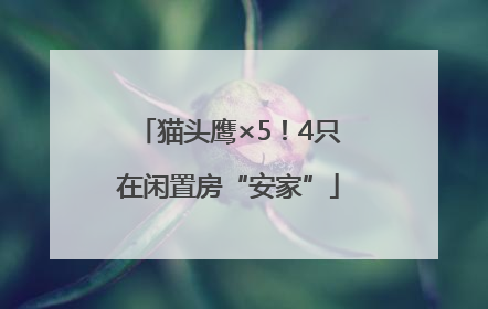 猫头鹰×5！4只在闲置房“安家”
