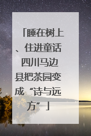 睡在树上、住进童话 四川马边县把茶园变成“诗与远方”