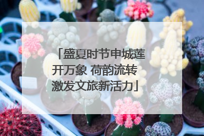 盛夏时节申城莲开万象 荷韵流转激发文旅新活力
