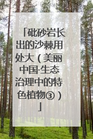 砒砂岩长出的沙棘用处大（美丽中国·生态治理中的特色植物③）
