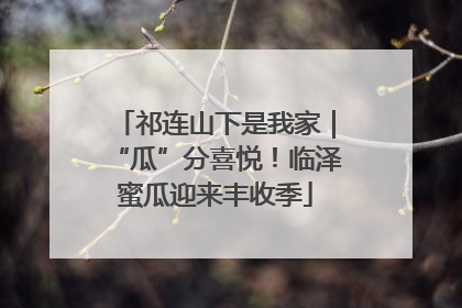 祁连山下是我家｜“瓜”分喜悦！临泽蜜瓜迎来丰收季