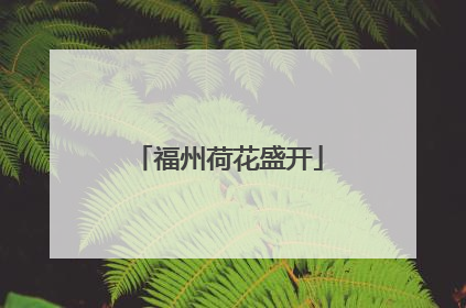 福州荷花盛开