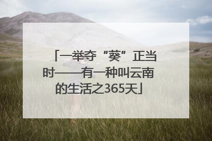 一举夺“葵”正当时——有一种叫云南的生活之365天