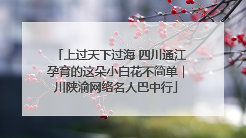 上过天下过海 四川通江孕育的这朵小白花不简单｜川陕渝网络名人巴中行