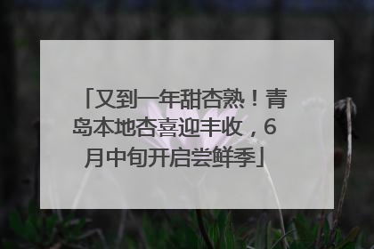 又到一年甜杏熟！青岛本地杏喜迎丰收，6月中旬开启尝鲜季