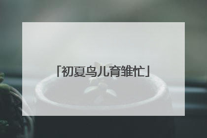 初夏鸟儿育雏忙