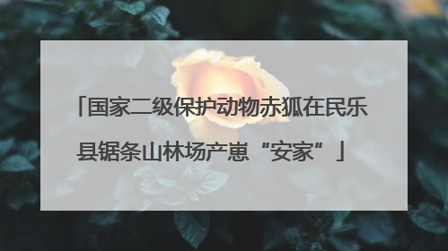国家二级保护动物赤狐在民乐县锯条山林场产崽“安家”
