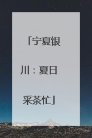 宁夏银川：夏日采茶忙
