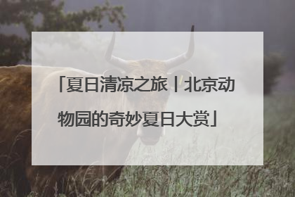 夏日清凉之旅丨北京动物园的奇妙夏日大赏