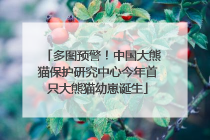多图预警！中国大熊猫保护研究中心今年首只大熊猫幼崽诞生