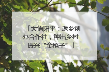 大悟阳平：返乡创办合作社，种出乡村振兴“金稻子”