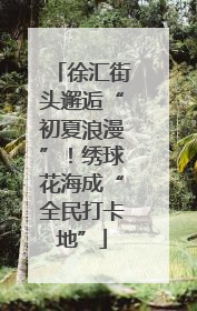 徐汇街头邂逅“初夏浪漫”！绣球花海成“全民打卡地”