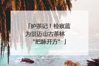 护茶记！检察蓝为景迈山古茶林 “把脉开方”