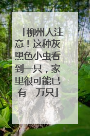柳州人注意！这种灰黑色小虫看到一只，家里很可能已有一万只