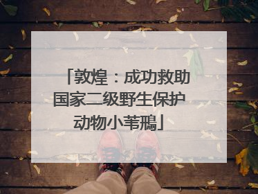 敦煌：成功救助国家二级野生保护动物小苇鳽