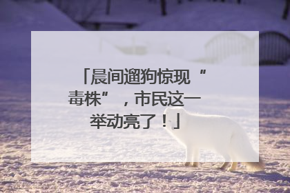 晨间遛狗惊现“毒株”，市民这一举动亮了！