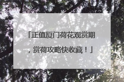 正值厦门荷花观赏期，赏荷攻略快收藏！