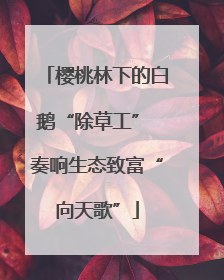 樱桃林下的白鹅“除草工” 奏响生态致富“向天歌”