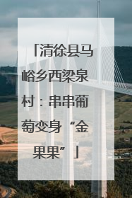 清徐县马峪乡西梁泉村：串串葡萄变身“金果果”