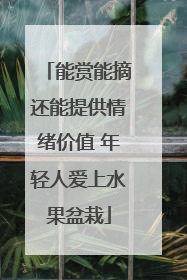 能赏能摘还能提供情绪价值 年轻人爱上水果盆栽