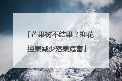 芒果树不结果？抑花控果减少落果危害