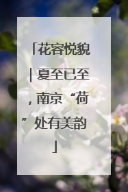 花容悦貌｜夏至已至，南京“荷”处有美韵