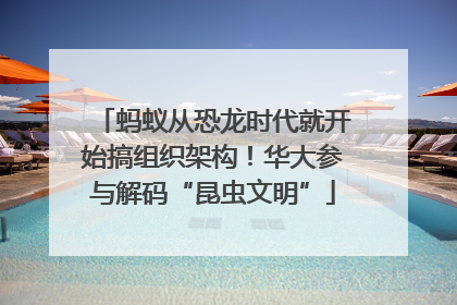 蚂蚁从恐龙时代就开始搞组织架构！华大参与解码“昆虫文明”