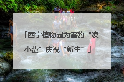西宁植物园为雪豹“凌小蛰”庆祝“新生”