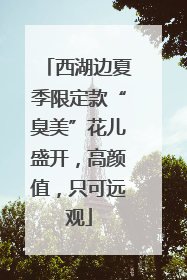 西湖边夏季限定款“臭美”花儿盛开，高颜值，只可远观