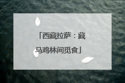 西藏拉萨：藏马鸡林间觅食