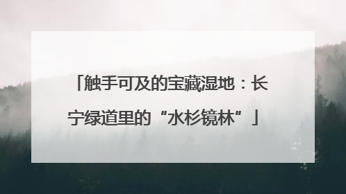 触手可及的宝藏湿地：长宁绿道里的“水杉镜林”