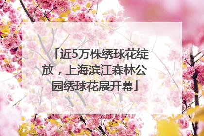 近5万株绣球花绽放，上海滨江森林公园绣球花展开幕