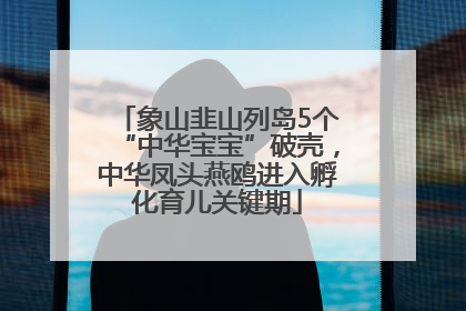 象山韭山列岛5个“中华宝宝”破壳，中华凤头燕鸥进入孵化育儿关键期