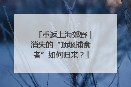 重返上海郊野｜消失的“顶级捕食者”如何归来？