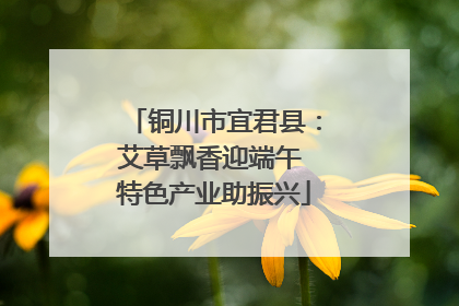 铜川市宜君县：艾草飘香迎端午 特色产业助振兴