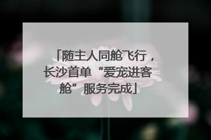 随主人同舱飞行，长沙首单“爱宠进客舱”服务完成