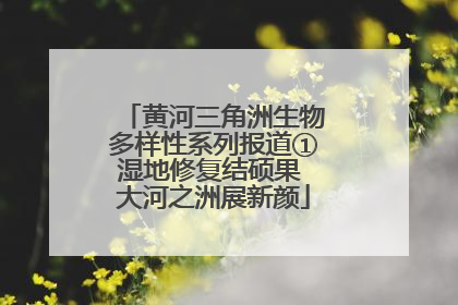 黄河三角洲生物多样性系列报道①湿地修复结硕果 大河之洲展新颜